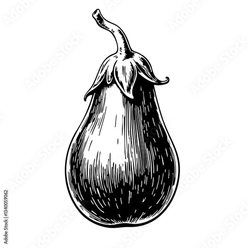 Vintage sketch of an eggplant on a white background  