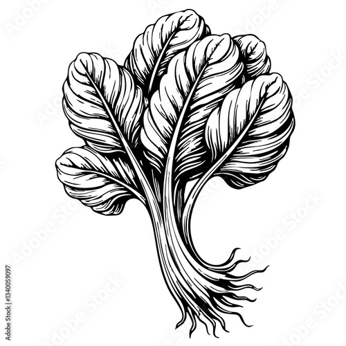 Vintage sketch of spinach plant with intricate details  