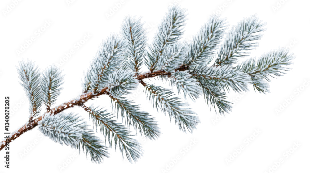 Christmas pine branch covered with snow on transparent background Christmas pine branch covered with snow on transparent background