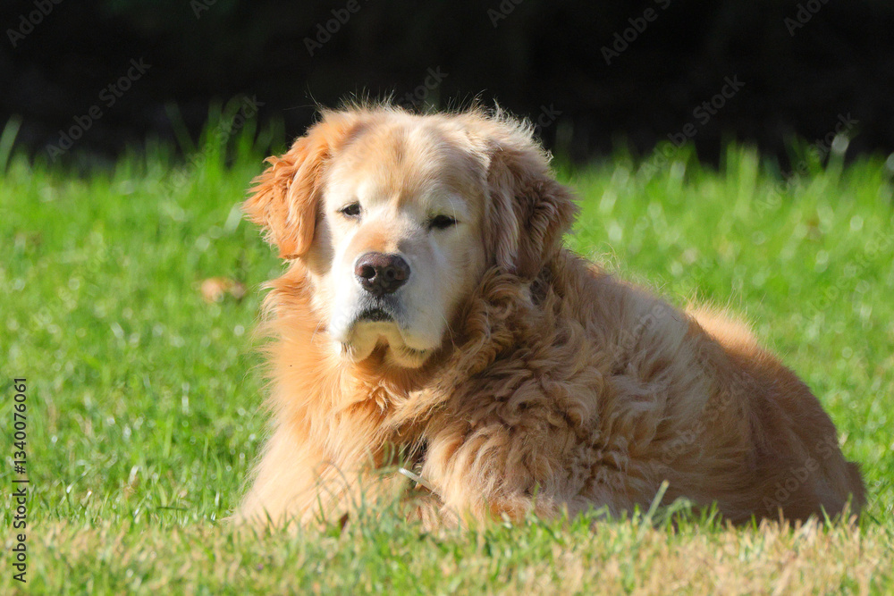 Beautiful golden retriever blockhead in field on sunny day against blurry background. Beautiful golden retriever blockhead in field on sunny day against blurry background.