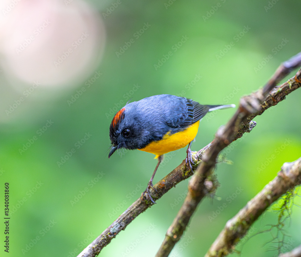 Fototapeta premium Slate-throated Whitestart on tree branch
