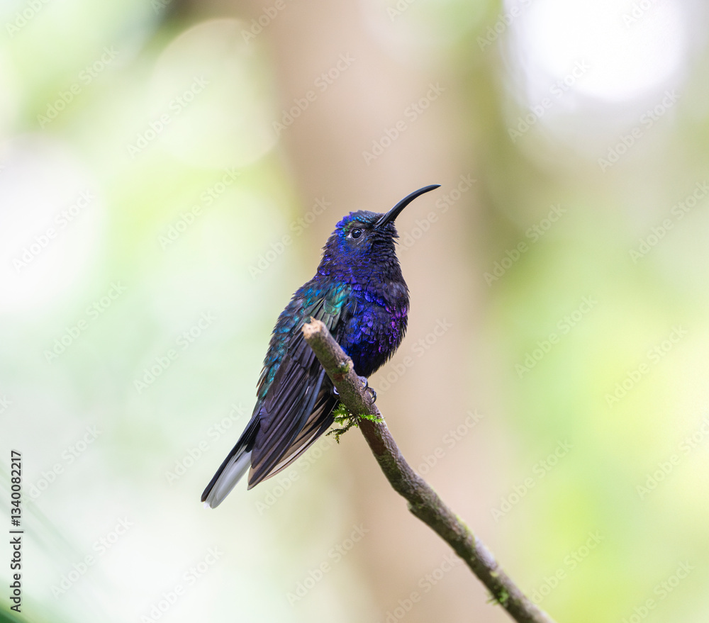 Fototapeta premium hummingbird standing on the branch