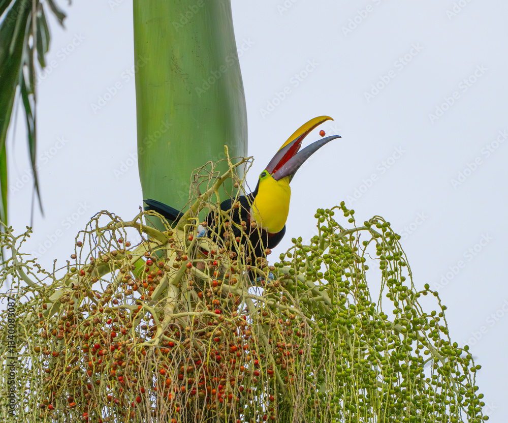 Fototapeta premium keel billed toucan on the tree