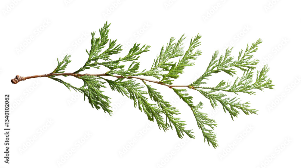 Incense cedar branch showing small green leaves on transparent background