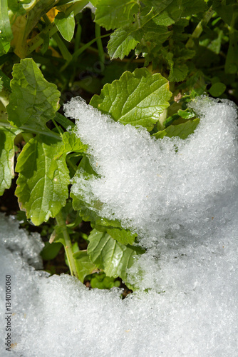 Obraz na płótnie 畑の残雪 w salonie