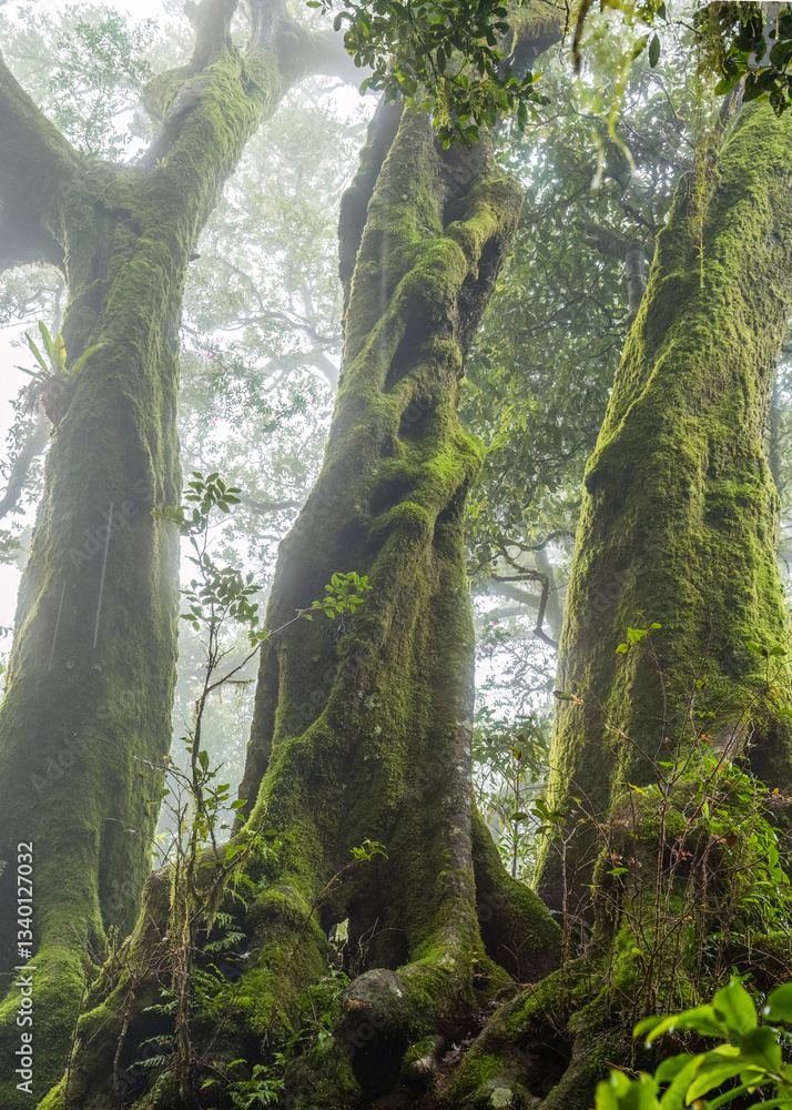 Fototapeta premium A moss-covered group of three Antarctic beech trees stands in the misty temperate rainforest at Springbrook in Lamington National Park at the Gold Coast in Queensland, Australia, a rare sight here.