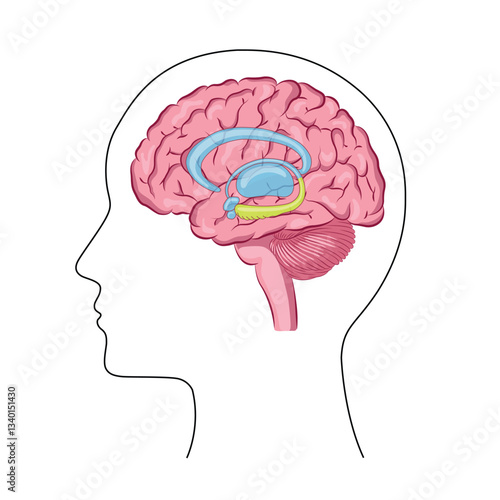 Slika na platnu Human head with brain silhouette icon Simple
