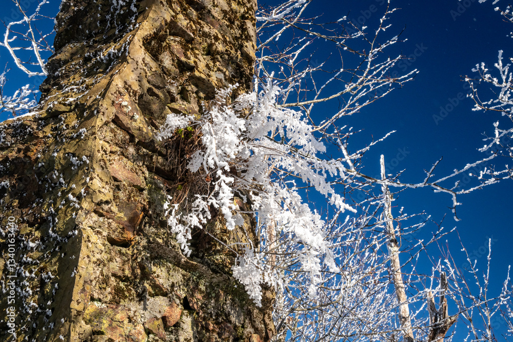 Snow Covered Plant Grows From Ruins Of A Chimney