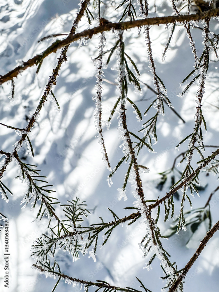 Snow Dusts Tips of Pine Needles in the Smokies