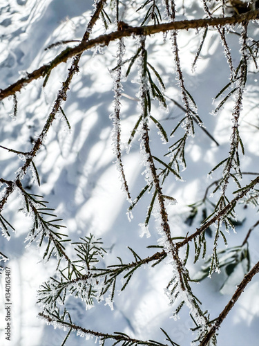 Obraz na płótnie Snow Dusts Tips of Pine Needles in the Smokies w salonie