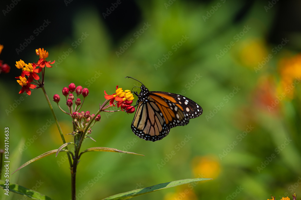 MOnarch butterfly feeding on yellow flowers in sunddy day in Lima Peru MOnarch butterfly feeding on yellow flowers in sunddy day in Lima Peru