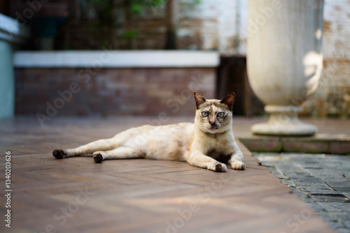 A cat sits staring at the camera in a garden.