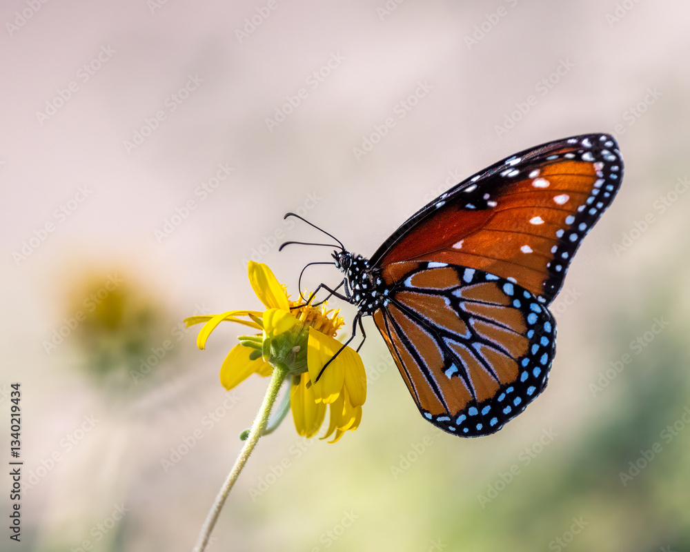 Obraz premium Monarch on a flower