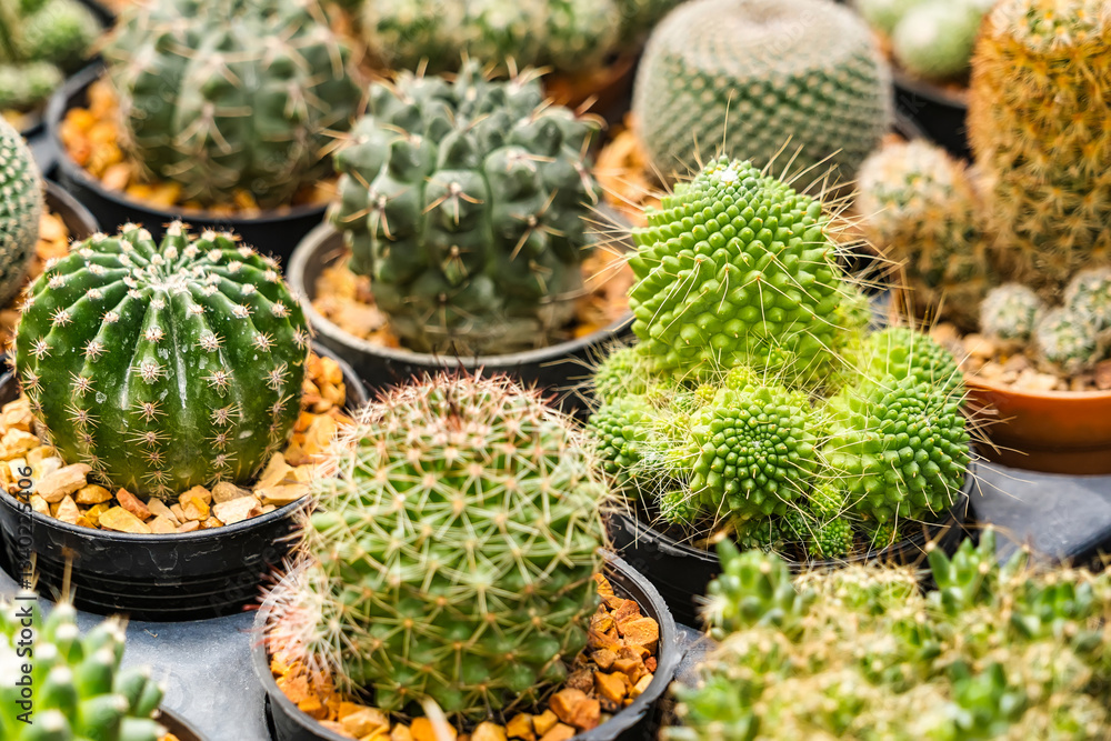 A variety of small potted cacti arranged in rows at a nursery, showcasing diverse shapes and textures. A variety of small potted cacti arranged in rows at a nursery, showcasing diverse shapes and textures.