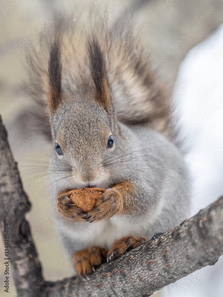 Fototapeta premium The squirrel with nut sits on tree in the winter or late autumn