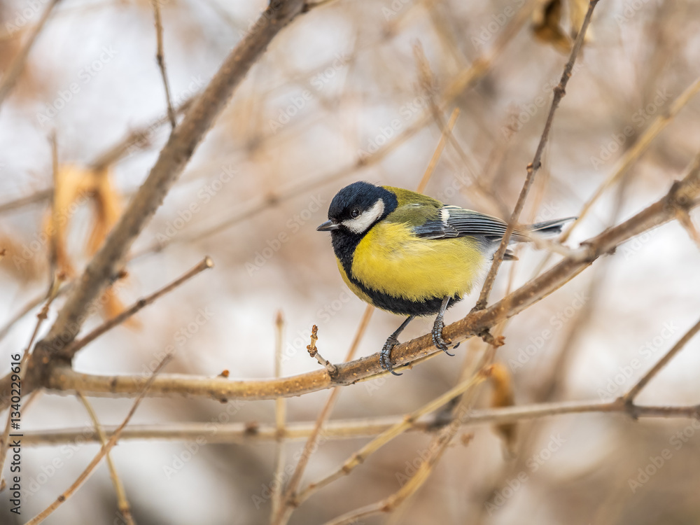Obraz premium Cute bird Great tit, songbird sitting on a branch without leaves in the autumn or winter.