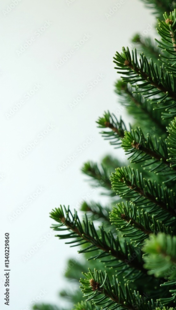 Branches of fir Christmas tree against white wall background, seasonal, spruce, rustic Branches of fir Christmas tree against white wall background, seasonal, spruce, rustic
