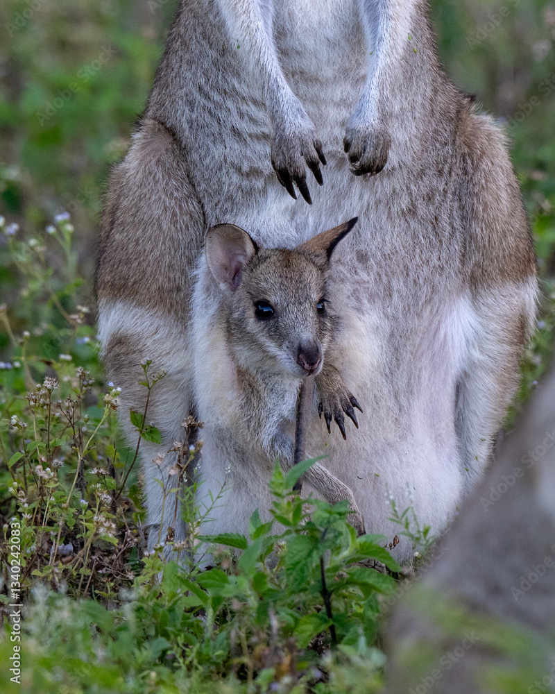Naklejka premium Wallaby. Wallaby is medium-sized, hopping macropods found throughout Australia and New Guinea.