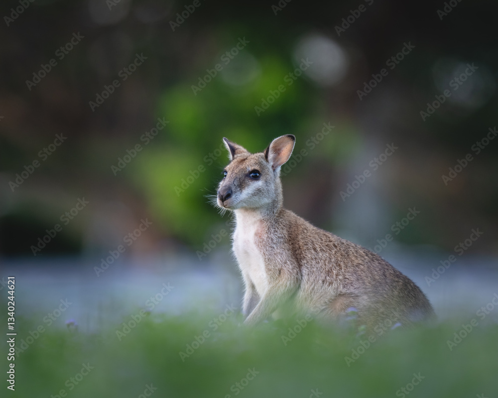 Obraz premium Wallaby. Wallaby is medium-sized, hopping macropods found throughout Australia and New Guinea.