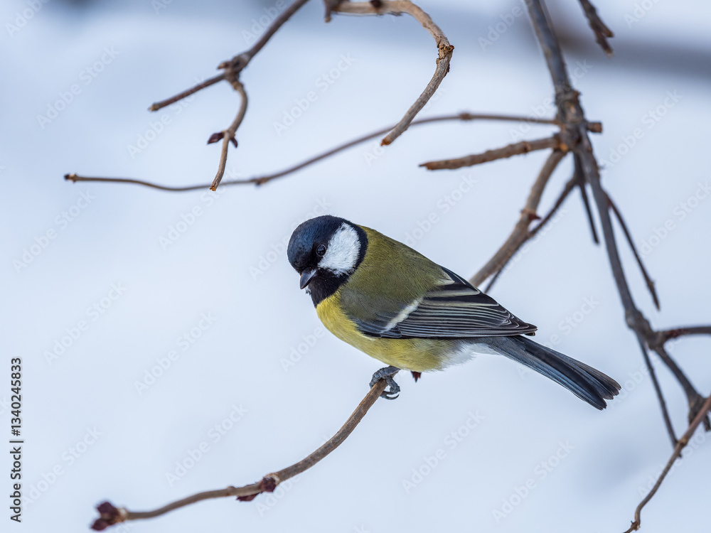 Naklejka premium Cute bird Great tit, songbird sitting on a branch without leaves in the autumn or winter.