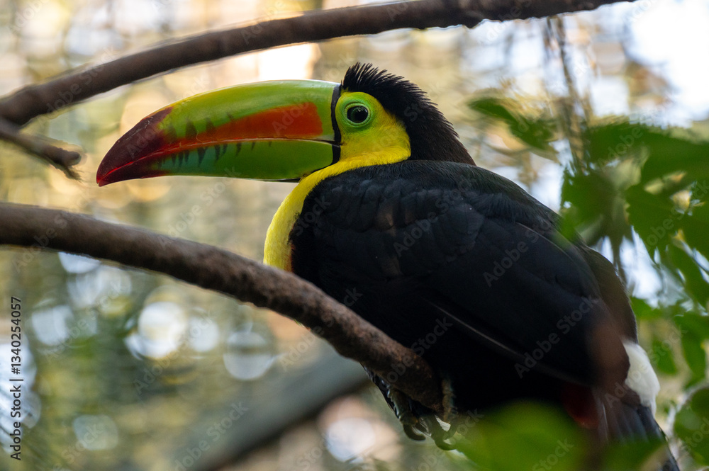 Obraz premium Keel-Billed Toucan (Ramphastos sulfuratus), Costa Rica