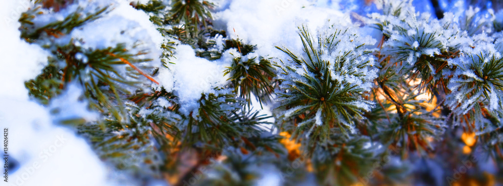 Obraz premium Christmas tree covered snow and ice crystals in sunset sunlight, fairy New Year background, majestic atmospheric mood. Beauty in nature. Banner