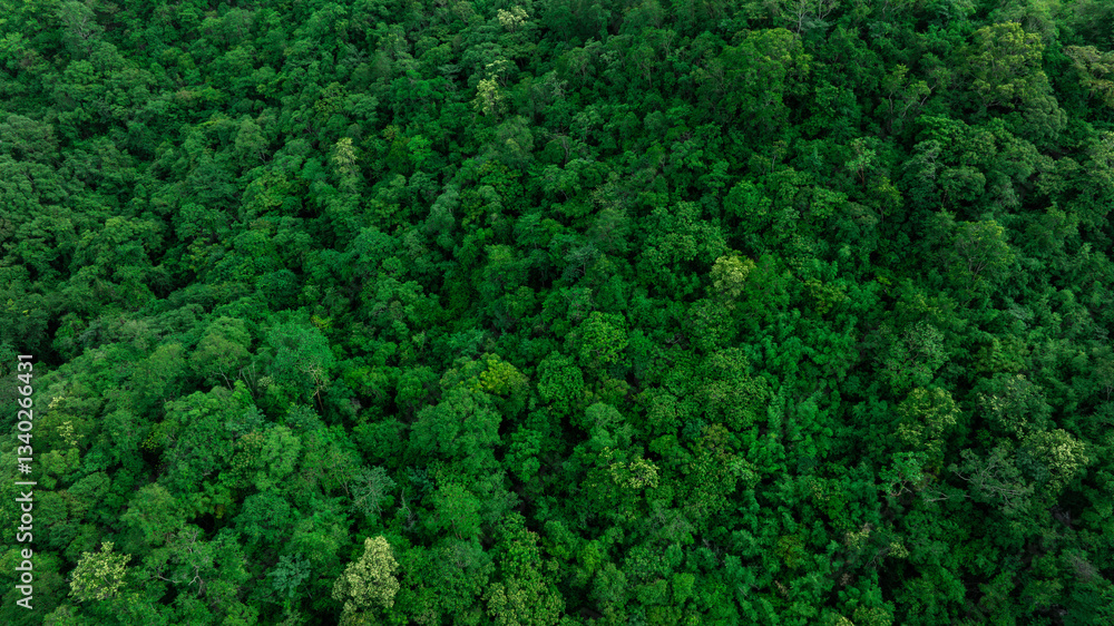 aerial view of dark green forest Abundant natural ecosystems of rainforest. Concept of nature forest preservation and reforestation. aerial view of dark green forest Abundant natural ecosystems of rainforest. Concept of nature forest preservation and reforestation.