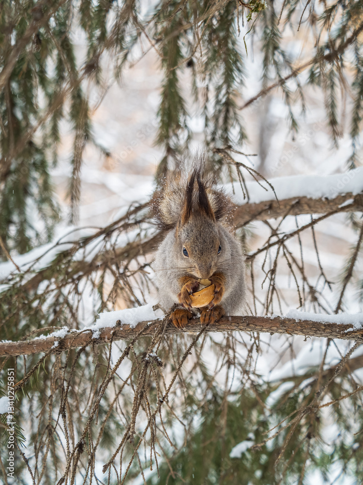 The squirrel with nut sits on tree in the winter or late autumn