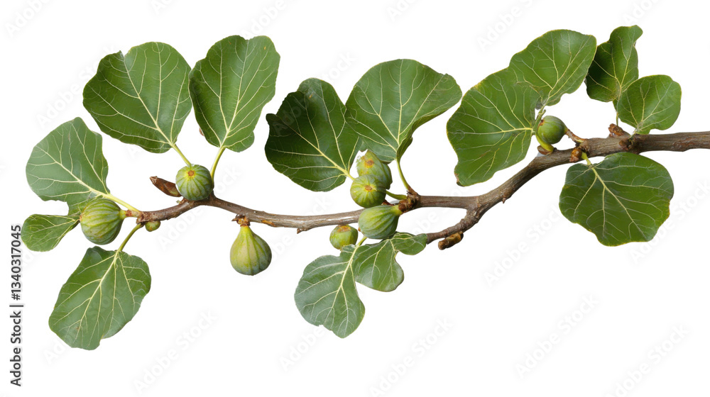 Fig branch showing unripe green figs and leaves on transparent background Fig branch showing unripe green figs and leaves on transparent background