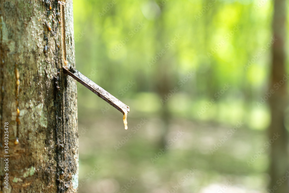 Rubber tree (Hevea brasiliensis) produces latex by using ethylene gas to accelerate productivity. Latex like milk Conducted into gloves, condoms, tires, tires