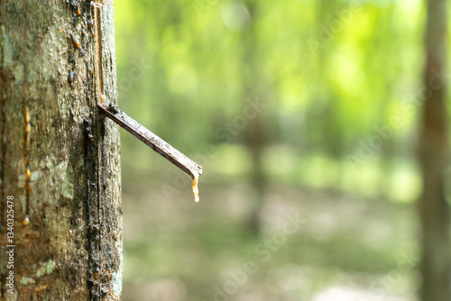 Obraz na płótnie Rubber tree (Hevea brasiliensis) produces latex by using ethylene gas to accelerate productivity. Latex like milk Conducted into gloves, condoms, tires, tires w salonie