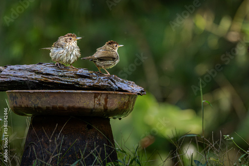 Ground babblers taking bath, Western Ghats, Dandeli, India