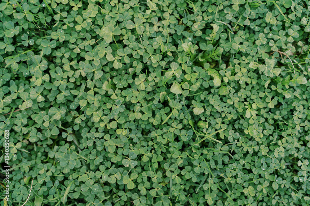 Thick carpet of green clover grows on the ground. Top view Thick carpet of green clover grows on the ground. Top view