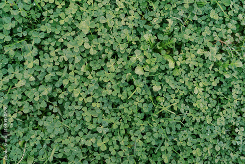 Thick carpet of green clover grows on the ground. Top view