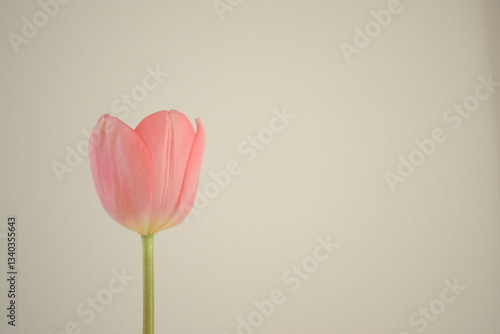 ピンク色のチューリップ