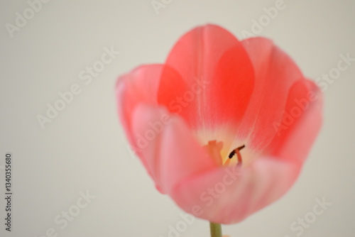 ピンク色のチューリップ