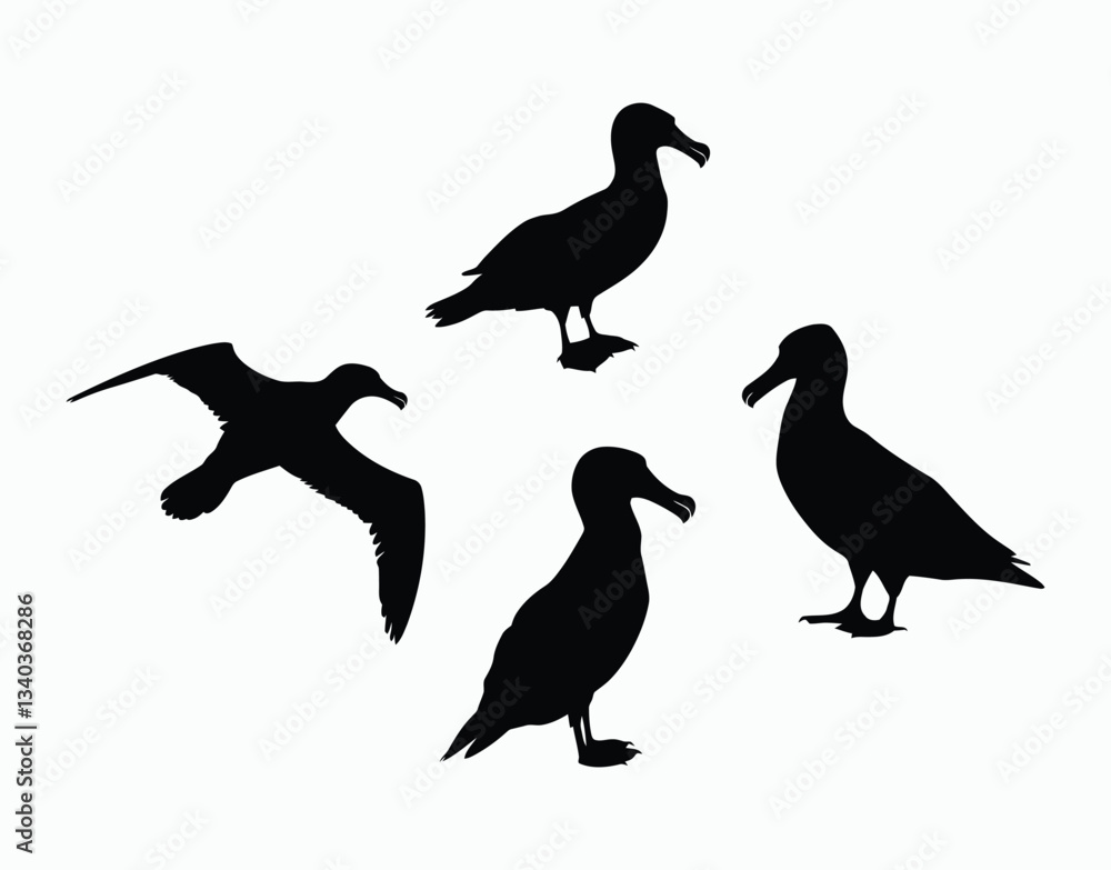 Obraz premium Versatile Albatross Silhouette Vector Template