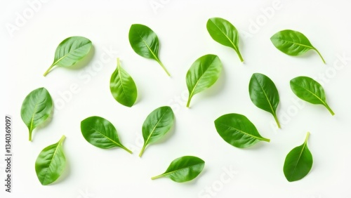 Wallpaper Mural Fresh Green Basil Leaves On White Torontodigital.ca