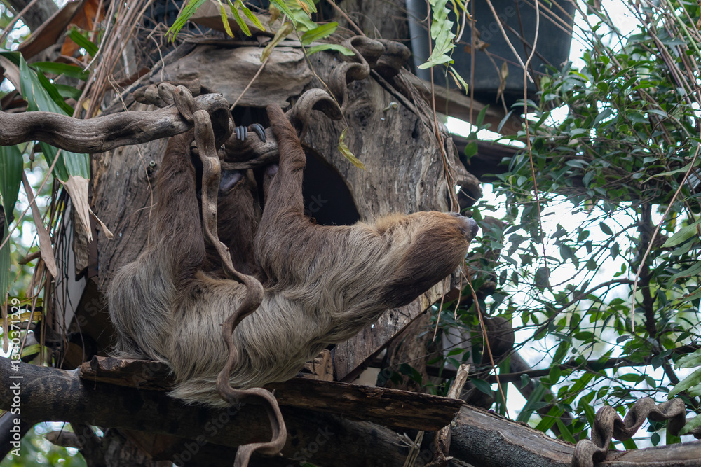 Fototapeta premium A brown sloth hangs upside down from a tree branch, its long limbs wrapped securely around the branch.