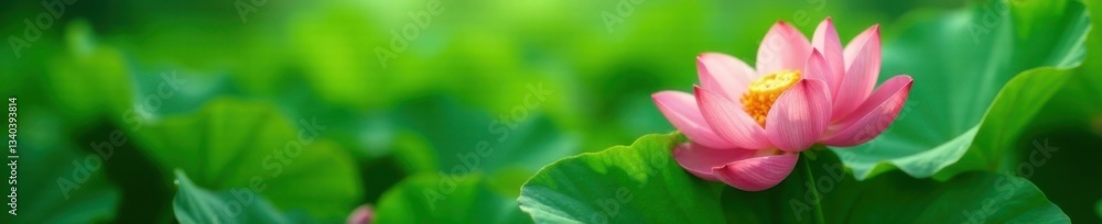Delicate petals unfurl on a blanket of emerald, field of dreams, floral field Delicate petals unfurl on a blanket of emerald, field of dreams, floral field