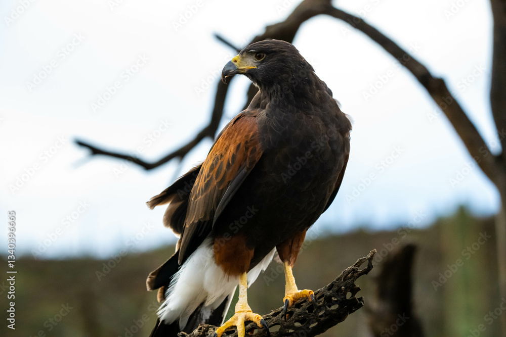 Fototapeta premium A dark brown Harris Hawk in Tucson, Arizona