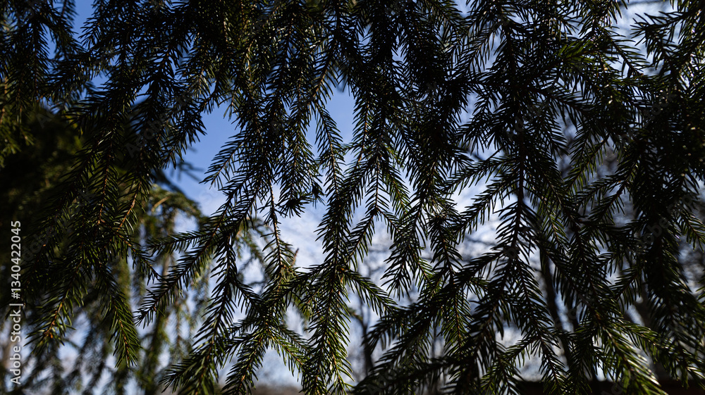 Fototapeta premium The tree branches stretch out against the vibrant blue sky above