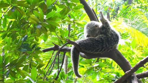 Malayan binturong (Arctictis binturong) lounging on a tree branch in the shade