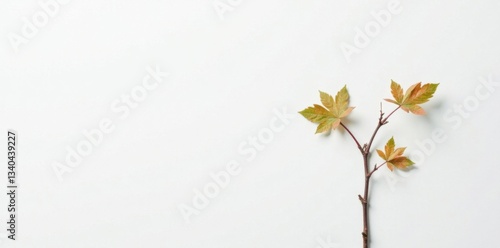 Small, bare grapevine stem against crisp white background, highlighting its delicate form and texture, vine, grape