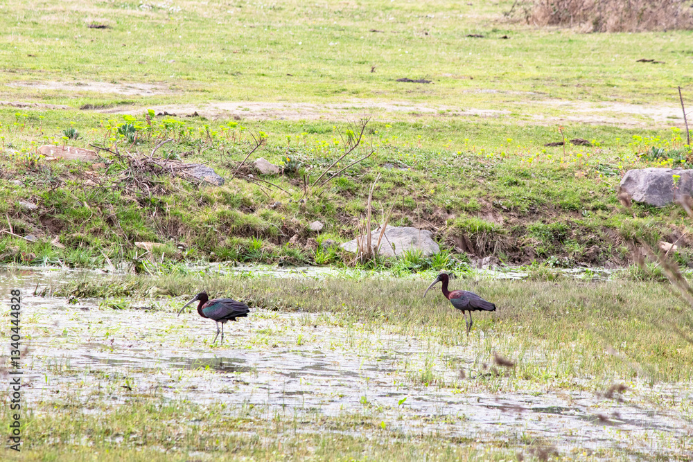 Glossy Ibis (Plegadis falcinellus) resting or feeding in wetland in Beykoz, Istanbul during spring. Ornithology. Bird, animal idea concept. Two glossy Ibis. Glossy Ibis (Plegadis falcinellus) resting or feeding in wetland in Beykoz, Istanbul during spring. Ornithology. Bird, animal idea concept. Two glossy Ibis.