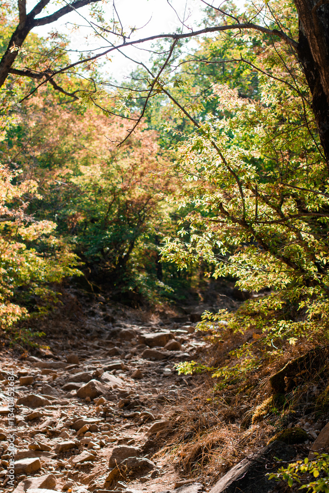 autumn in the forest autumn in the forest