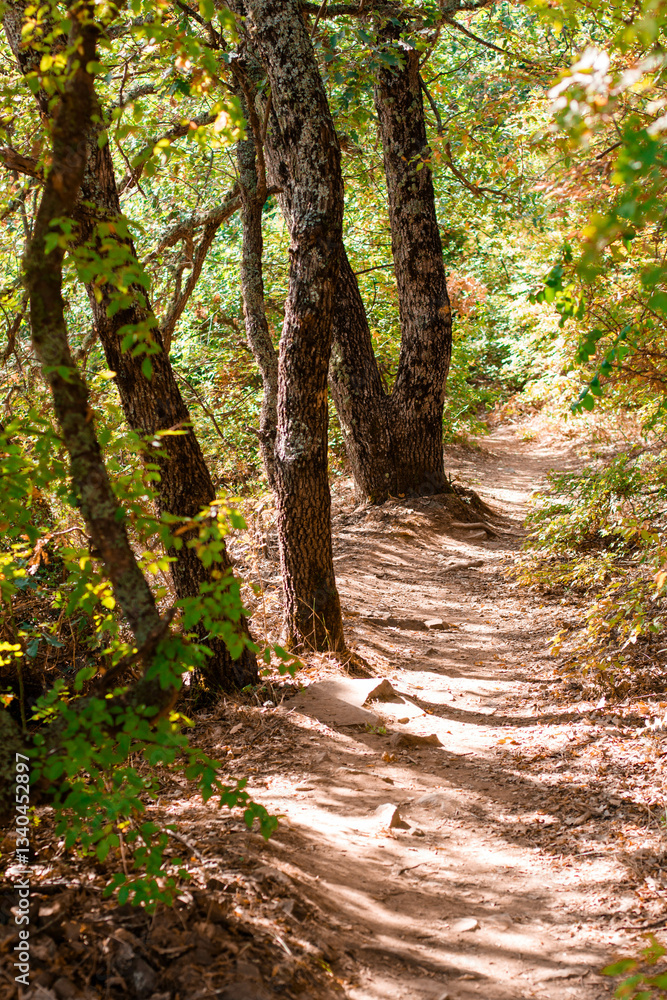 Fototapeta premium path in the forest