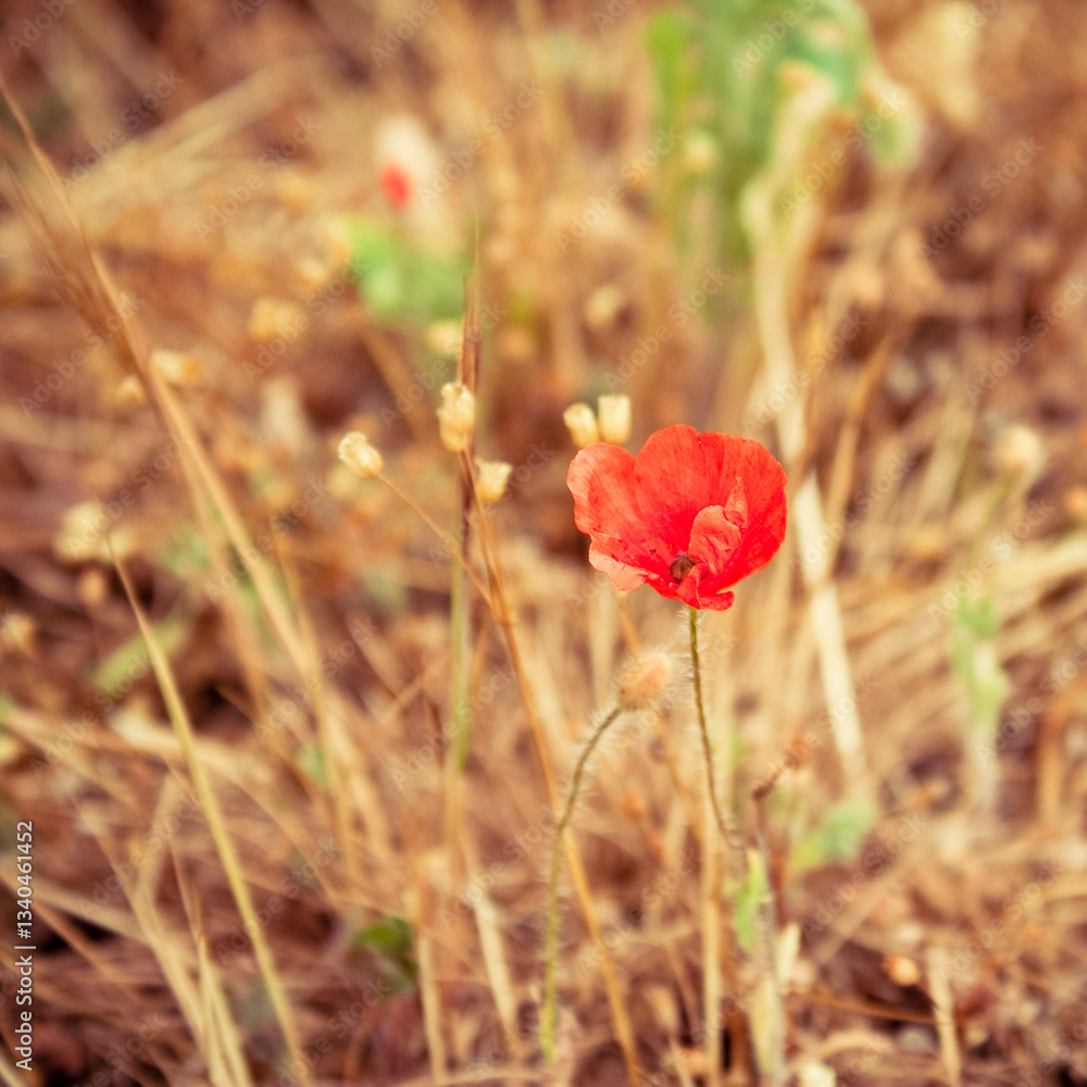 Obraz premium red poppy flower