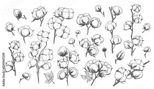 Vector hand drawn set of cotton branches. 100 eco. Cotton flower buds in vintage engraved style. Botanical art isolated on white background. Use for print, poster, decoration and other design.