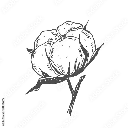 Cotton flower. Floral botanical flower. Isolated illustration element. Vector hand drawing wildflower for background, texture, wrapper pattern, frame or border.
